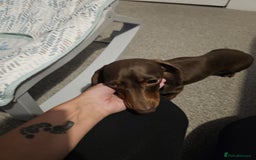 Miniature Dachshund dogs for sale: Miniature Dachshund for rehoming  - Image 4