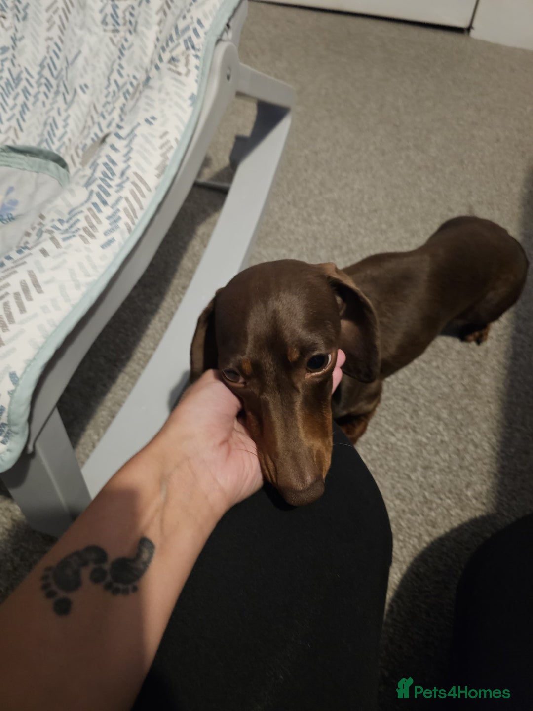 Miniature Dachshund dogs for sale: Miniature Dachshund for rehoming  - Image 4