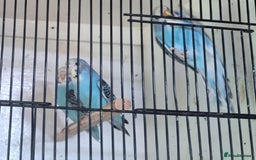 Budgerigars birds for sale: Blue Budgies  - Image 2