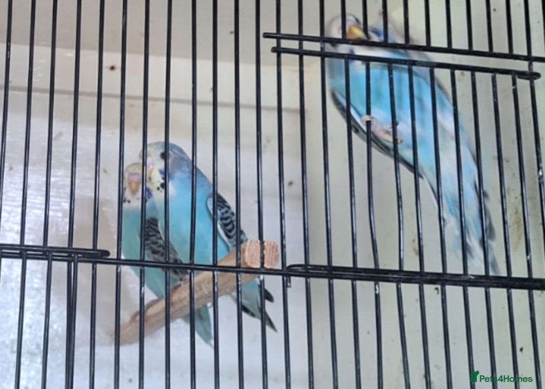 Budgerigars birds for sale: Blue Budgies  - Image 2