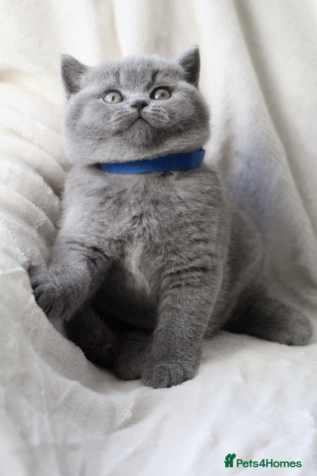 British Shorthair cats GCCF British Shorthair Kittens  - Advert 9