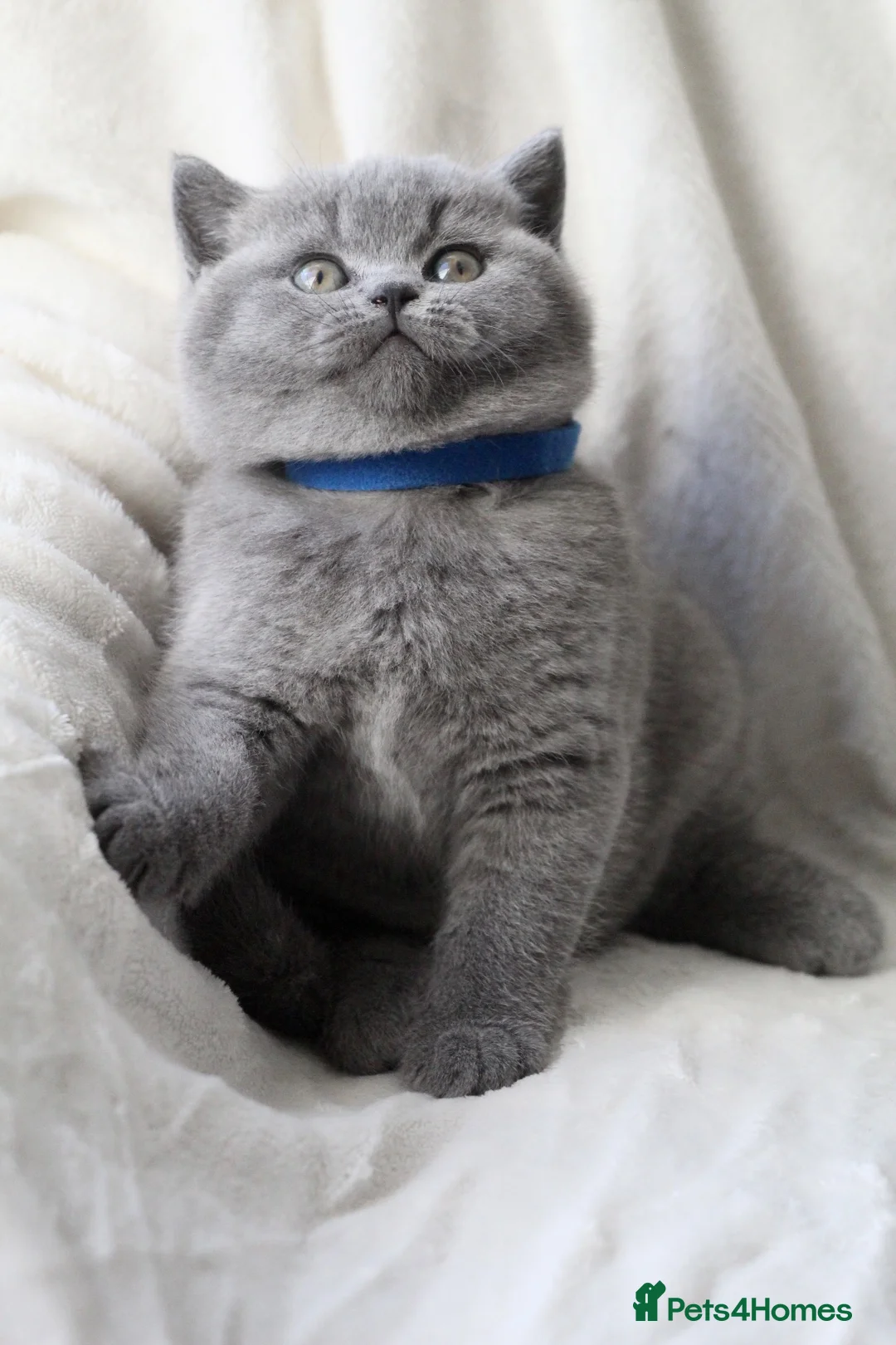 British Shorthair cats for sale: GCCF British Shorthair Kittens  - Advert 1