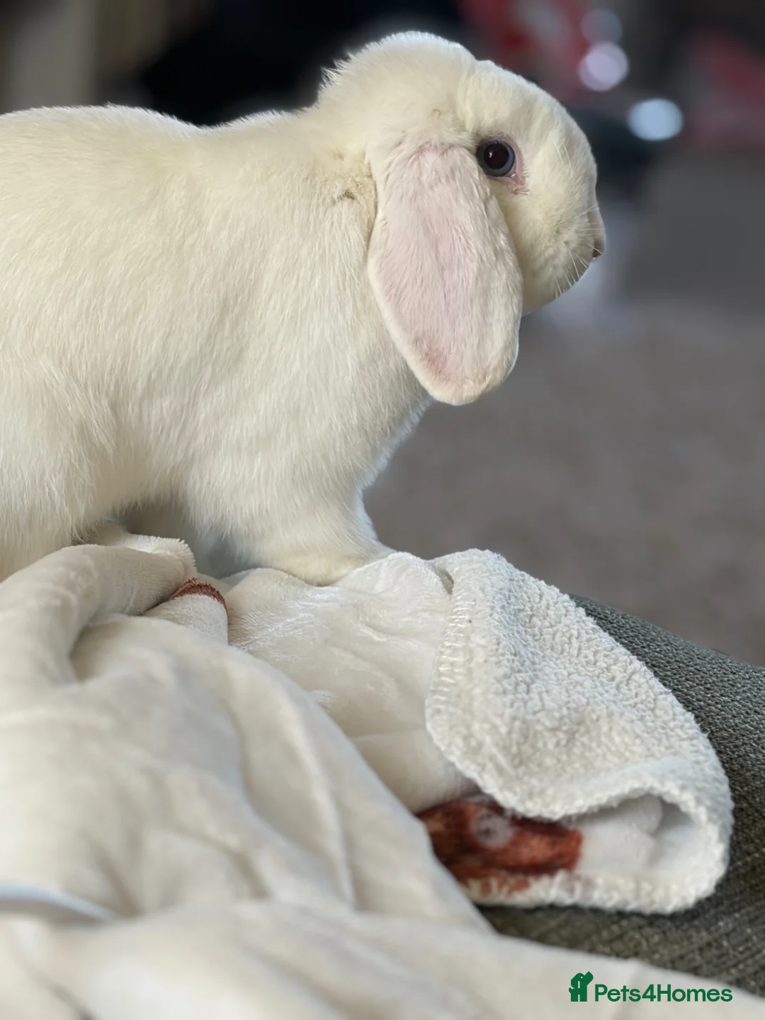 English rabbits for sale: White rabbit with blue eyes in Birmingham - Advert 1