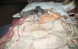 Ragdoll cats for sale: Sealpoint x kittens - Image 20