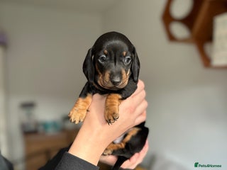 Miniature Dachshund dogs 🐾 Smooth Haired Dachshund Puppies 🐾 - Advert 12