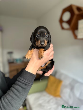 Miniature Dachshund dogs 🐾 Smooth Haired Dachshund Puppies 🐾 - Advert 4