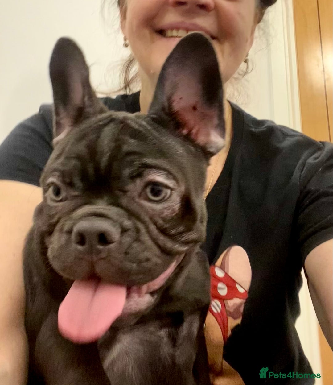 French Bulldog dogs for sale: LEFT 1 French Bulldog Girl 🐶  & 1 Boys 🐶❤️ - Advert 3