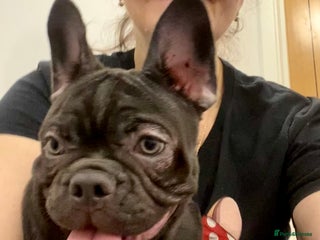 French Bulldog dogs LEFT 1 French Bulldog Girl 🐶 & 1 Boys 🐶❤️ - Advert 3