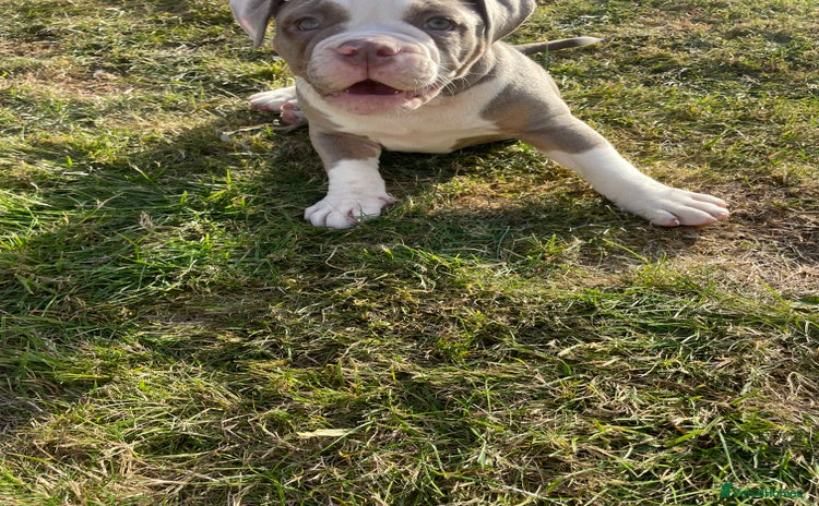 Old Tyme Bulldog dogs - Advert 2
