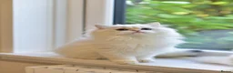 British Longhair cats for sale: TICA Pedigree Top Quality British Long Hair Kitten - Advert 13