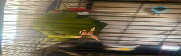 Parakeets birds for sale: Very tame parakeet in Sheffield - Advert 4