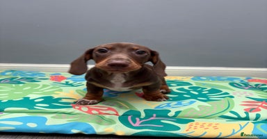 Miniature Dachshund dogs - Advert 3