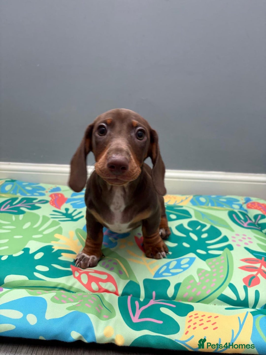 Miniature Dachshund dogs for sale: Ready to go-Gorgeous miniature Dachshund puppies   - Image 4