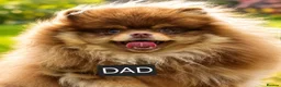 Pomeranian dogs for sale: Beautiful Pomeranian Puppies  - Advert 6