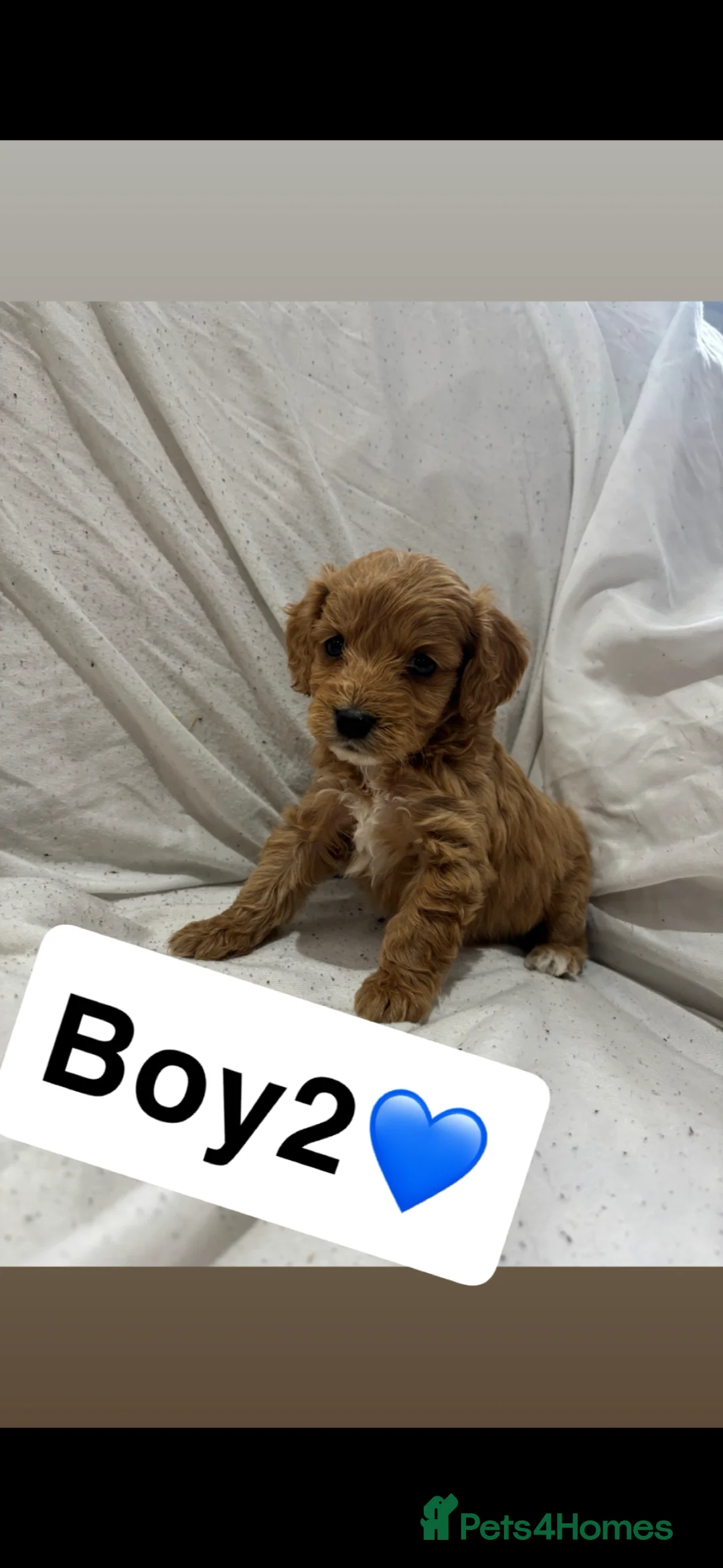 Cockapoo dogs for sale: 2 boys 1 girl left ready now💙💖 - Advert 1