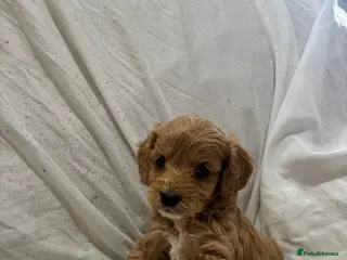 Cockapoo dogs 2 boys 1 girl left ready now💙💖 - Advert 5