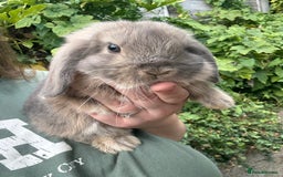 Mini Lop rabbits for sale: 3 mini lop bucks for sale  - Image 5
