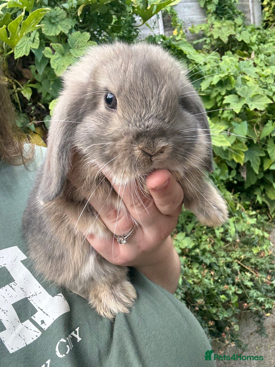 Mini Lop rabbits for sale: 3 mini lop bucks for sale  - Image 5