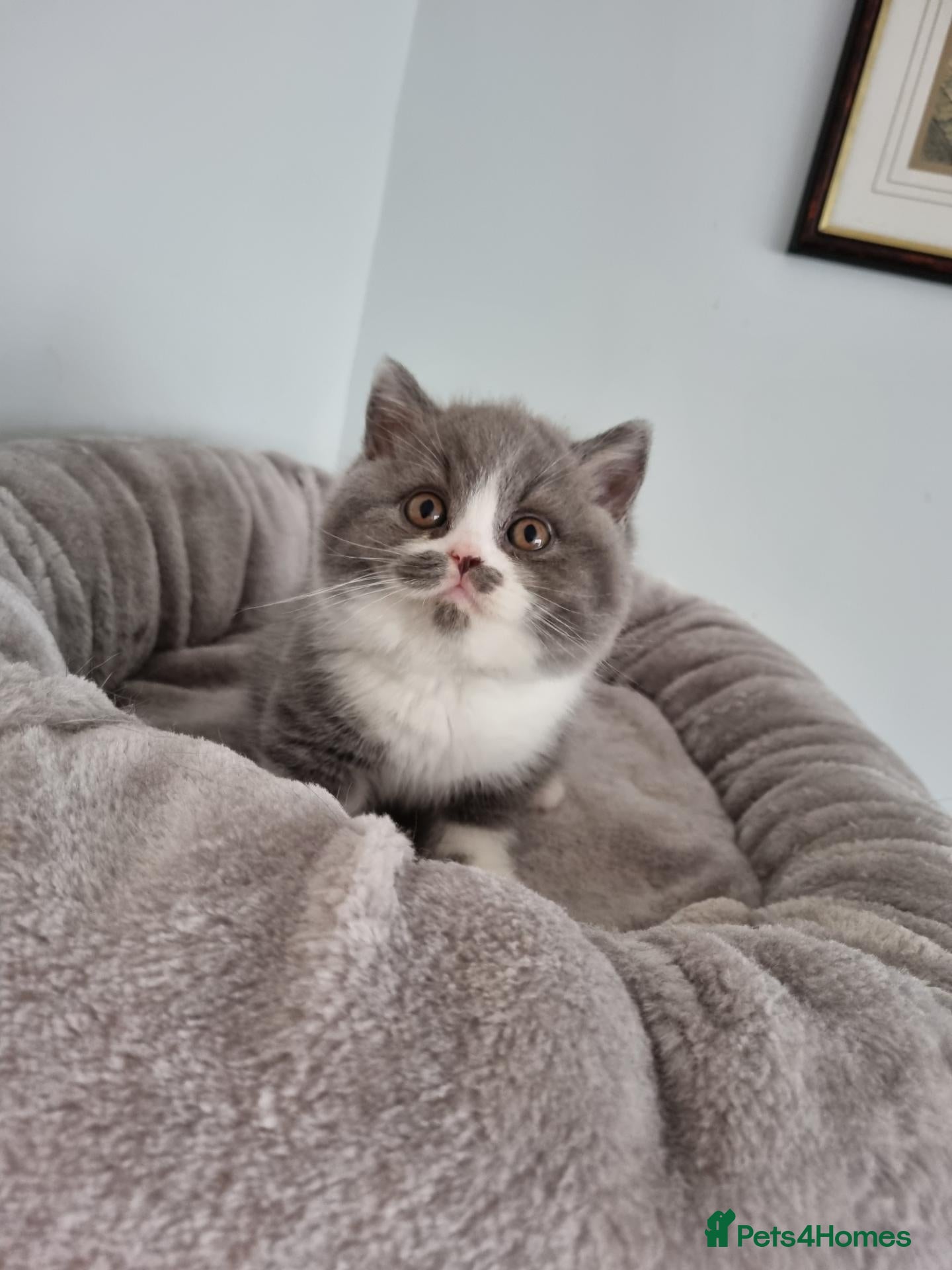 British Shorthair cats British Shorthair blue and white bi colour  - Advert 1