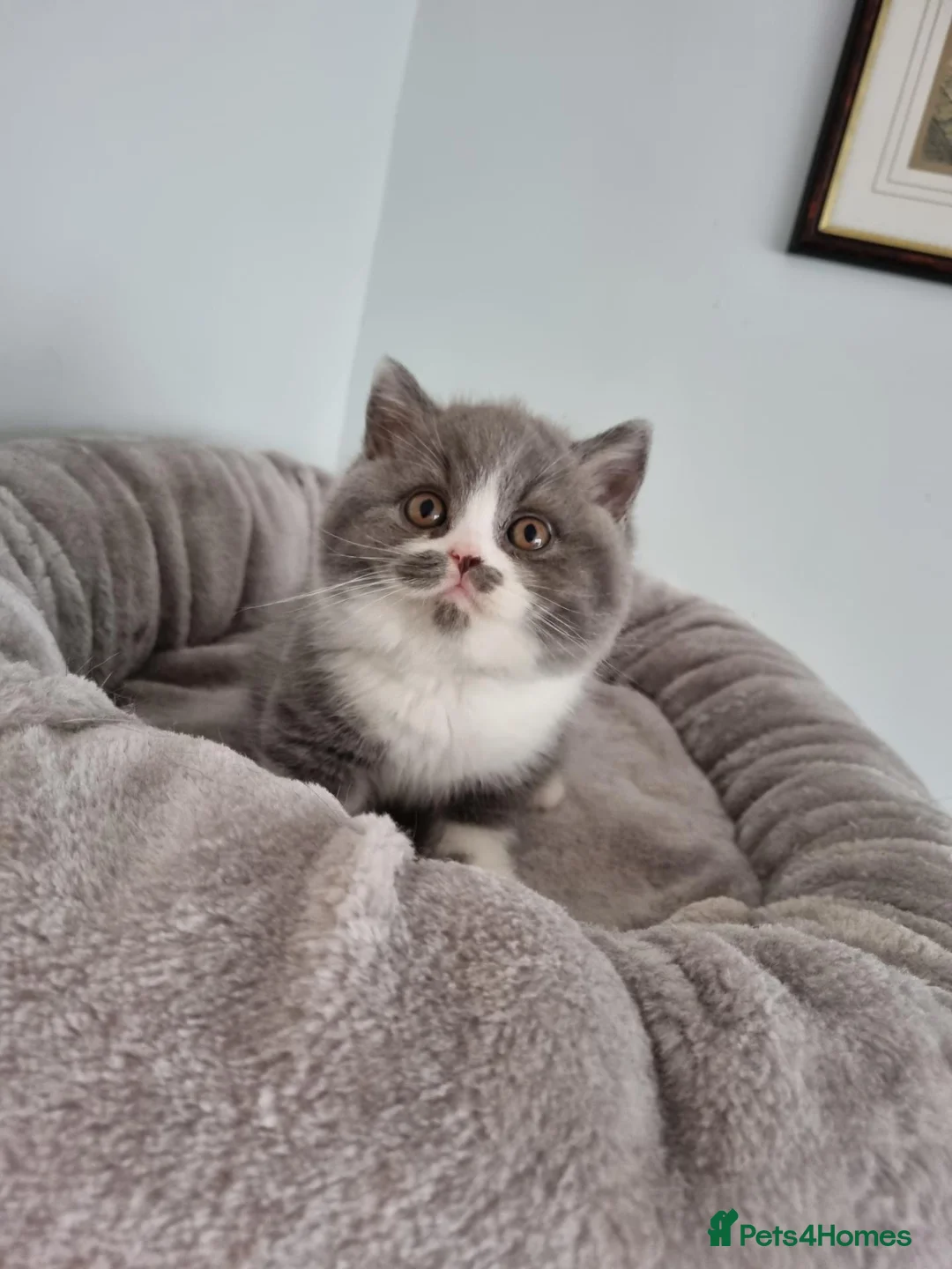British Shorthair cats for sale: British Shorthair blue and white bi colour  - Advert 1