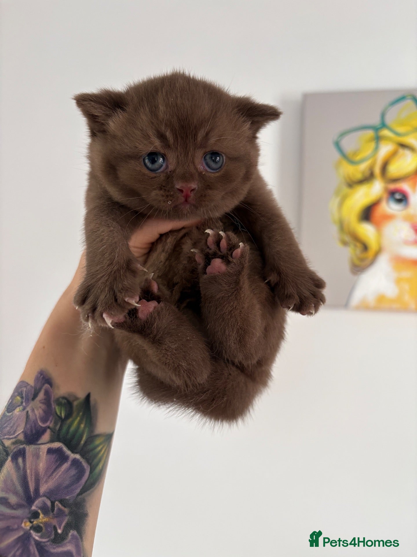 British Shorthair cats Chocolate LAST ONE GIRL AVAILABLE TICA Reg - Advert 3