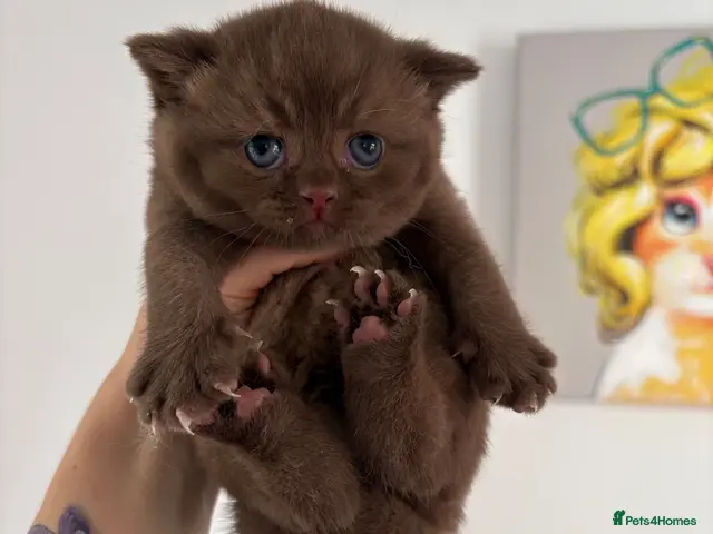 British Shorthair cats Chocolate TICA Reg. Awaiting list - Advert 6