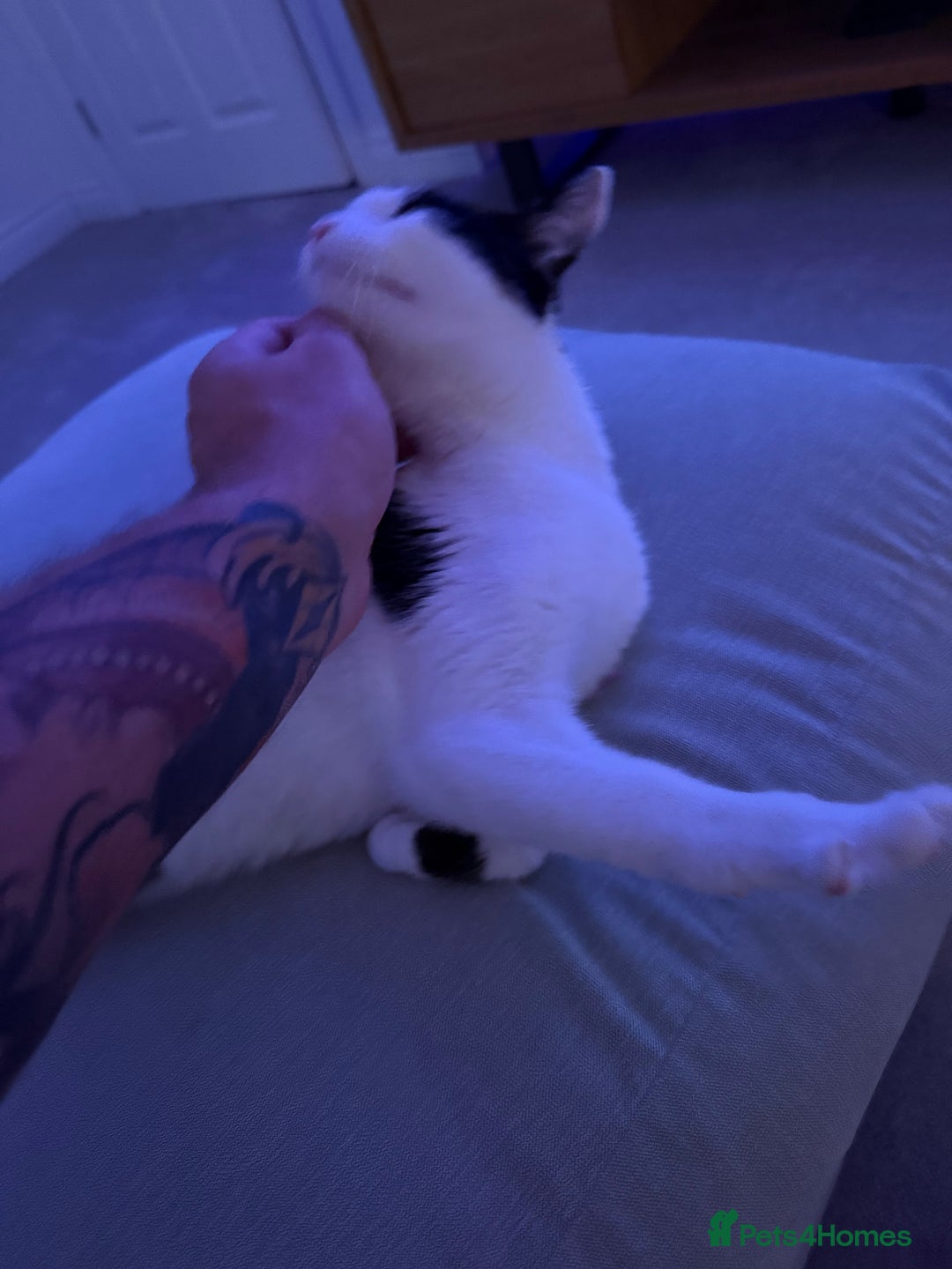 Domestic Shorthair cats for sale: 2 year old microchipped and neutered female cat  - Advert 4