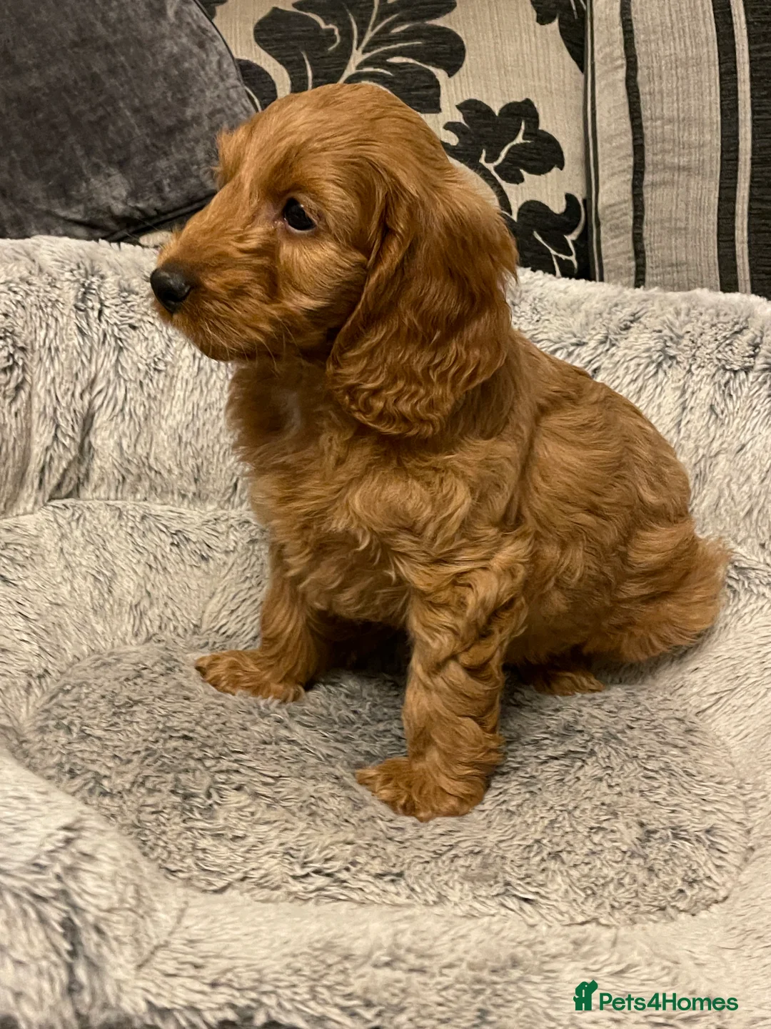 Cockapoo dogs for sale: Two gorgeous girls left.Ready to leave - Advert 5