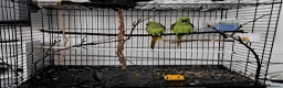 Ringnecks birds for sale: Ringneck pair (green) in Stoke-on-Trent - Advert 1