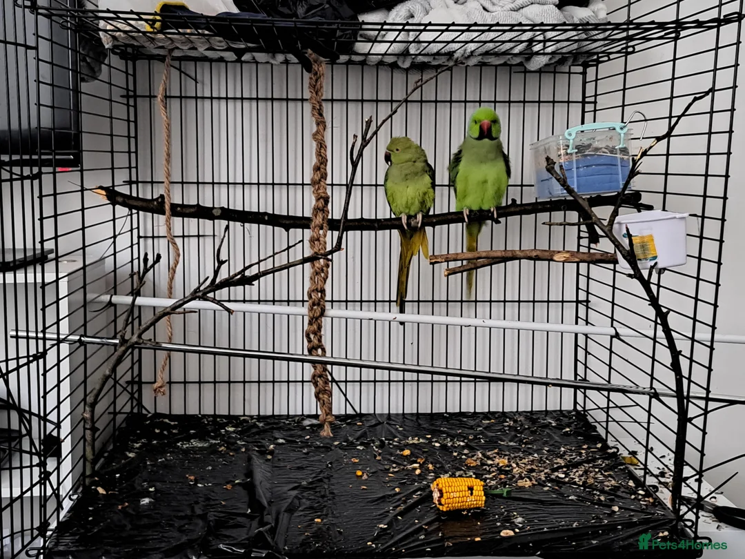 Ringnecks birds for sale: Ringneck pair (green) in Stoke-on-Trent - Advert 1
