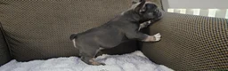 French Bulldog dogs for sale: French bulldog boy - Advert 4