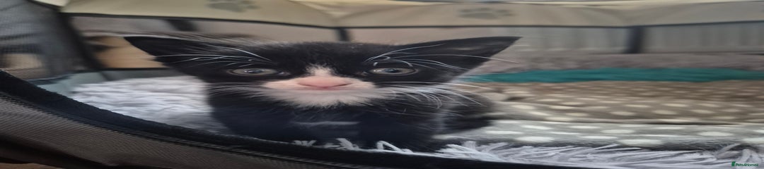 Domestic Shorthair Kitten 1