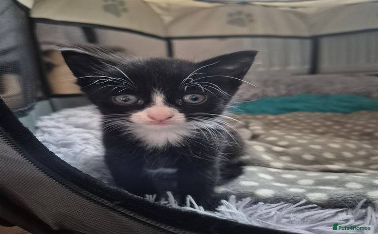 Domestic Shorthair cats - Advert 1