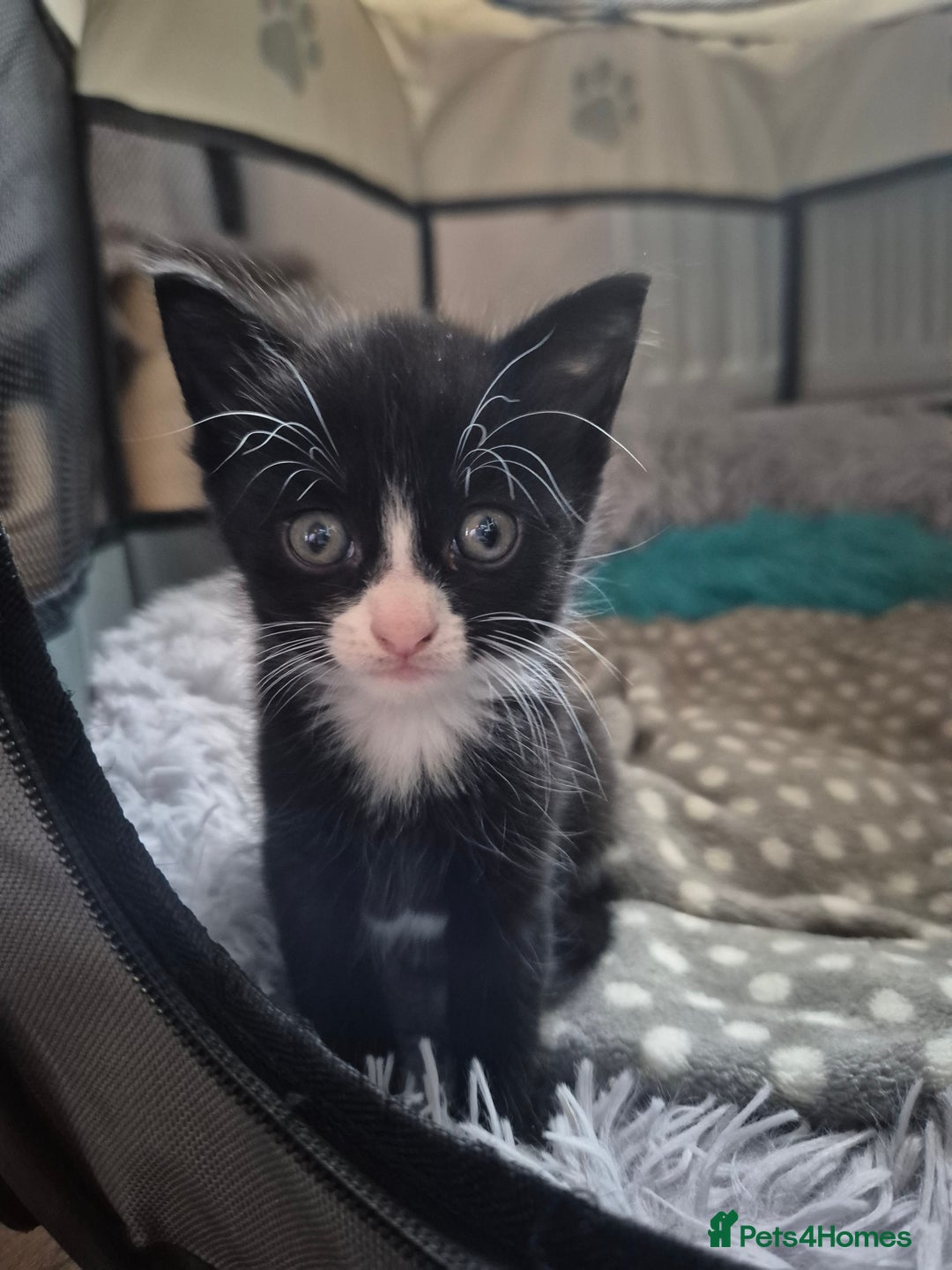 Domestic Shorthair cats for sale: Beautiful babies  - Image 1