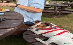Plummer Terrier dogs for adoption: Milo Terrier  - Image 9