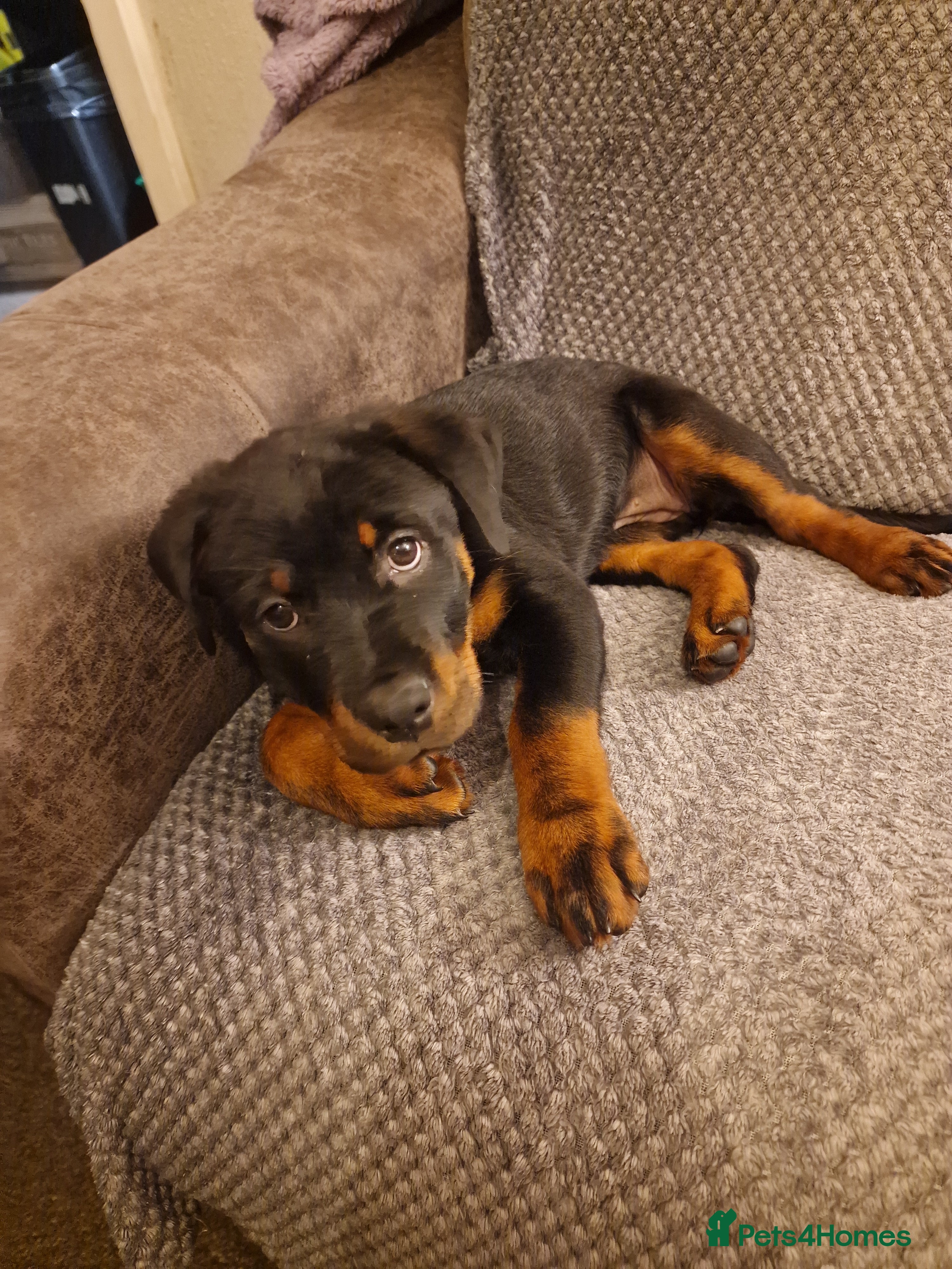 Rottweiler dogs 10 week old rottweiler female - Advert 1