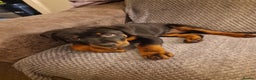 Rottweiler dogs for sale: 10 week old rottweiler female - Advert 1