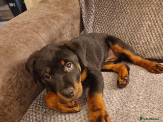 Rottweiler dogs 10 week old rottweiler female - Advert 1