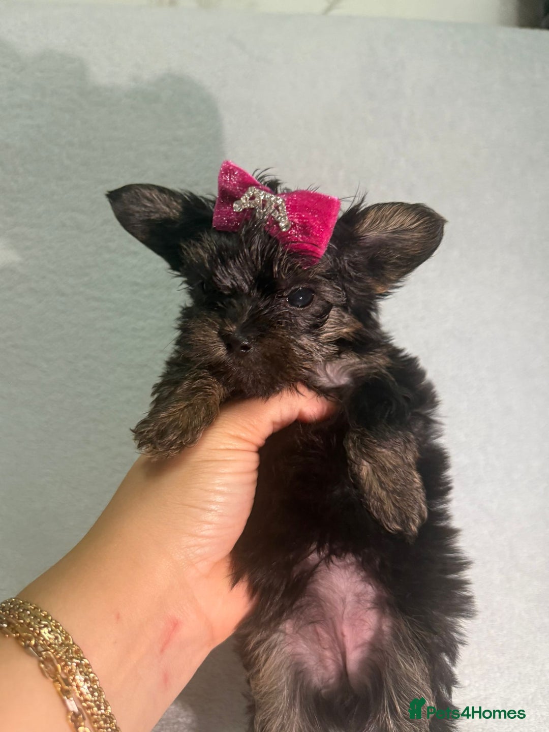 Yorkshire Terrier dogs for sale: Yorkshire terrier , male ,female  - Image 1
