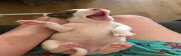 Mixed Breed dogs for sale: Spinger spaniel X Staffordshire bull terrier - Advert 4