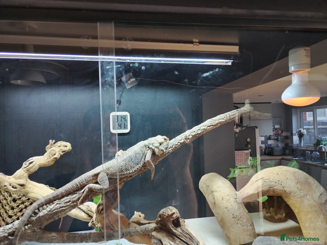 Bearded Dragon reptiles for sale: Male Bearded dragon 4 years old. 4x2x2ft vivarium - Image 4
