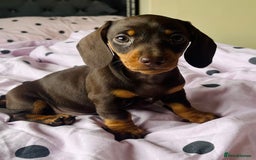 Miniature Dachshund dogs for sale: Miniature dachshunds READY for forever home 🐶🤎 - Image 11