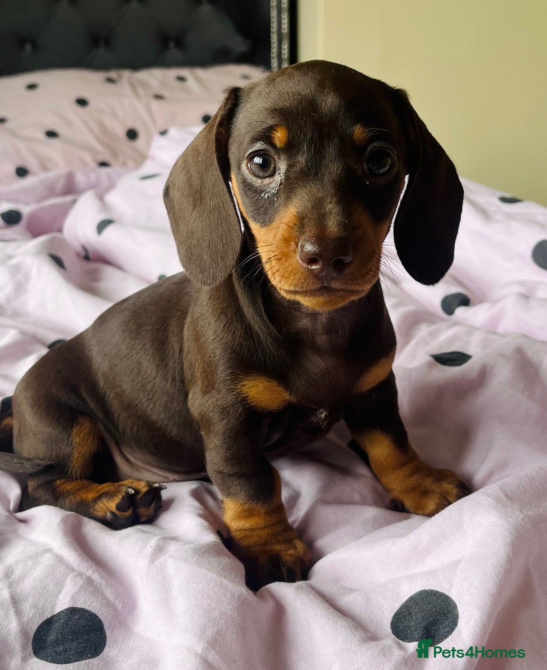 Miniature Dachshund dogs for sale: Miniature dachshunds READY for forever home 🐶🤎 - Image 11