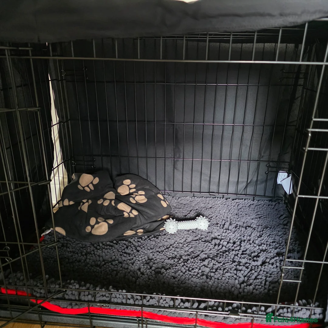 Mixed Breed dogs for sale: 8 week old labradoodle/border collie male pup in Doncaster - Advert 10