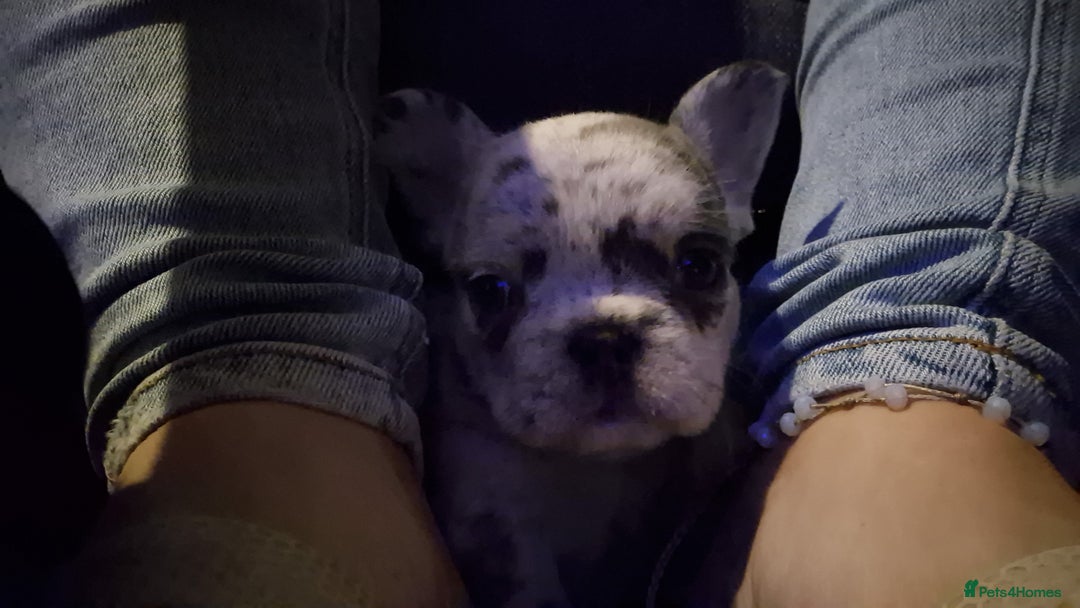 French Bulldog dogs for sale: 3 female french bulldogs - Advert 21