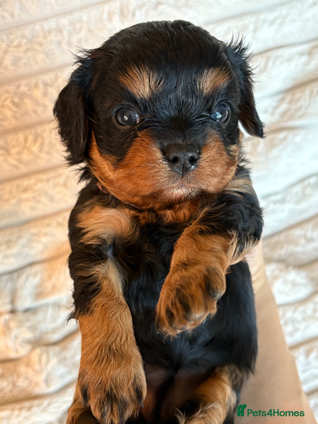 Cavalier King Charles Spaniel dogs for sale: Cavalier King Charles spaniel puppies - Advert 17