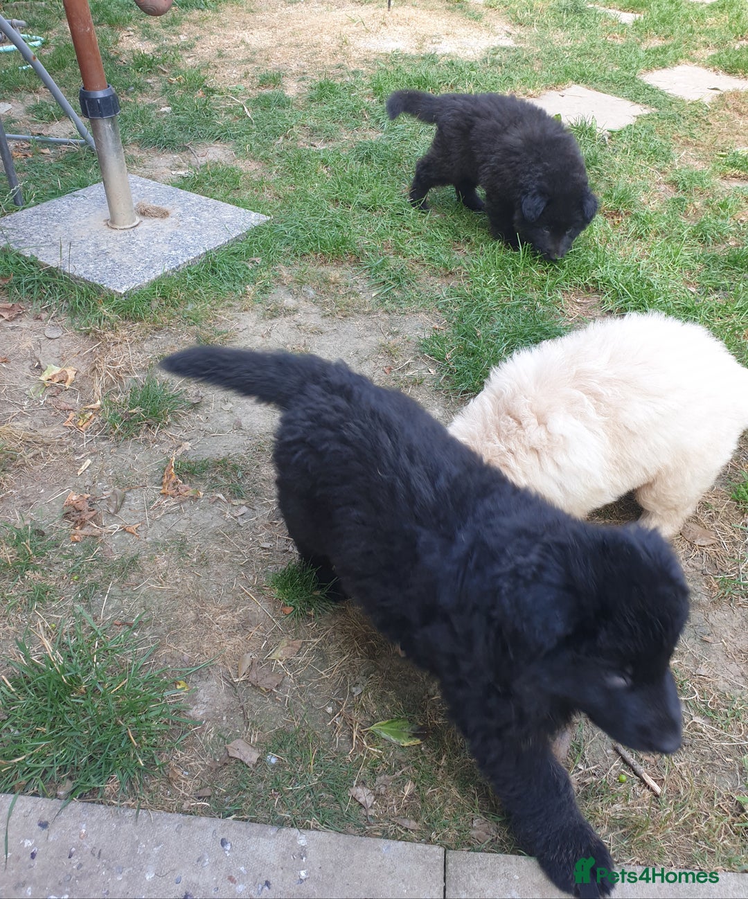 German Shepherd dogs for sale: German Shepherd pups ready end of August  - Image 16