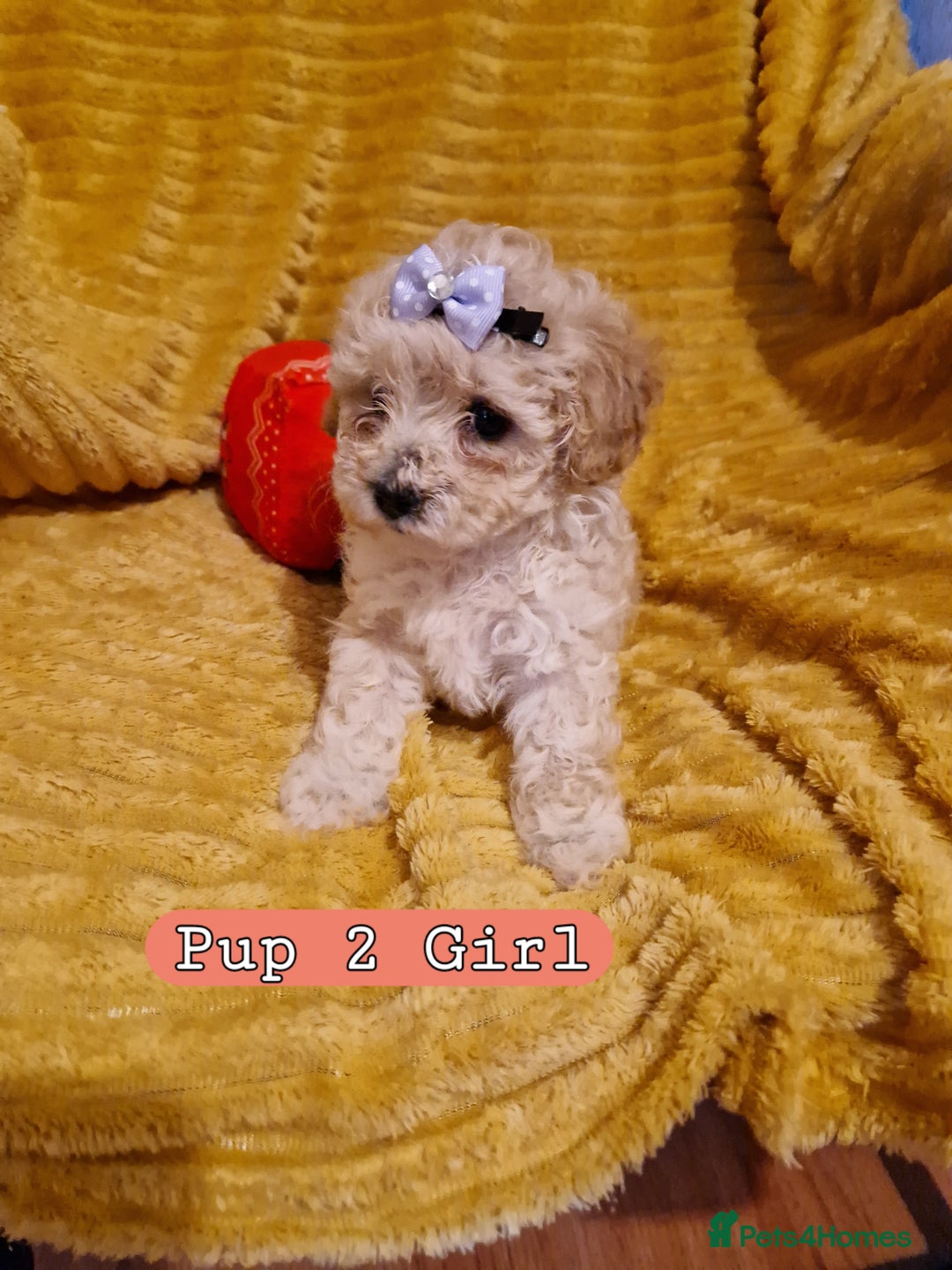 Poochon dogs for sale: 5 Cute and Cuddly Poochons  j  - Advert 4