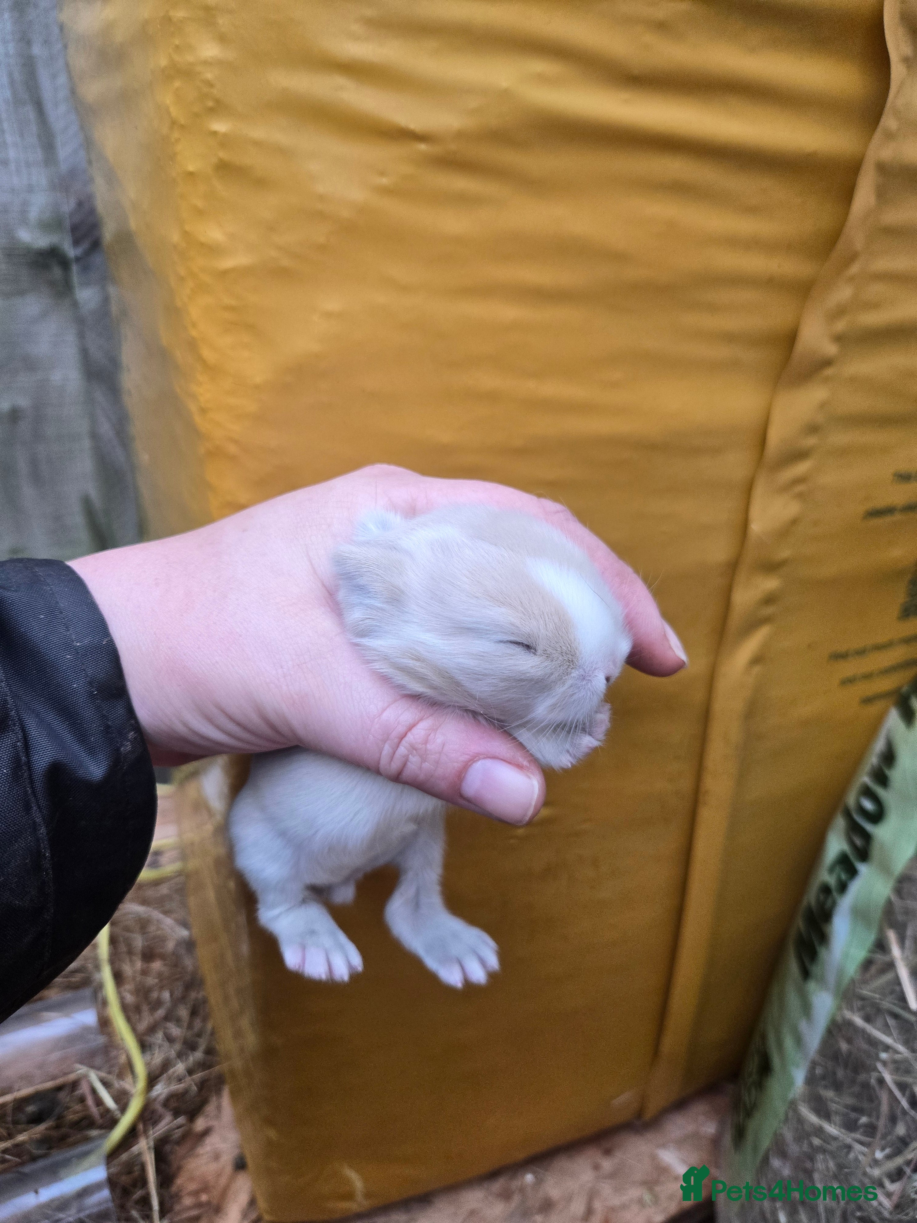 Mini Lop rabbits Stunning mini lop bunnies ready to secure!!! - Advert 3