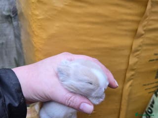 Mini Lop rabbits Stunning mini lop bunnies ready to secure!!! - Advert 1